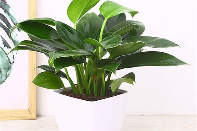 观叶植物用什么肥料好