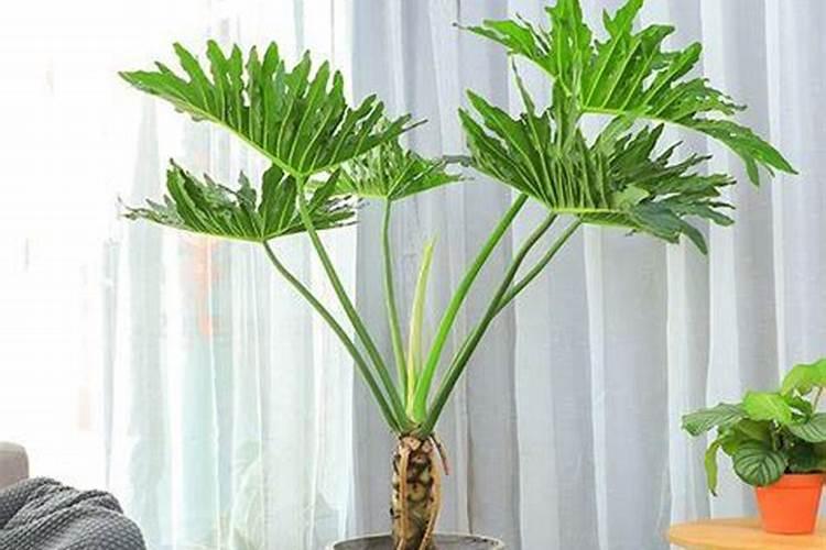 观叶植物施什么肥最好 适合用什么肥料