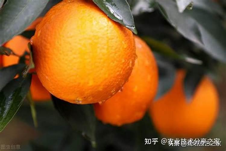 硼肥在杨梅膨果时期能增加种子的饱满程度 对吗 硼肥在杨梅膨果时期可...