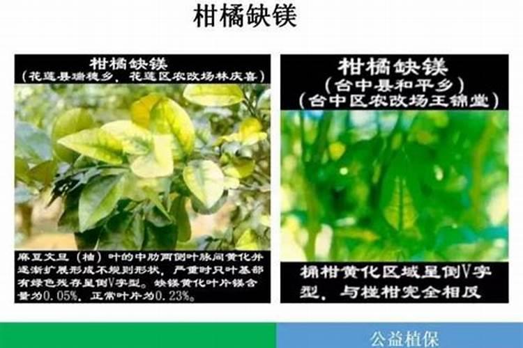 茄子缺镁症是由于什么原因造成的？该如何防治呢？