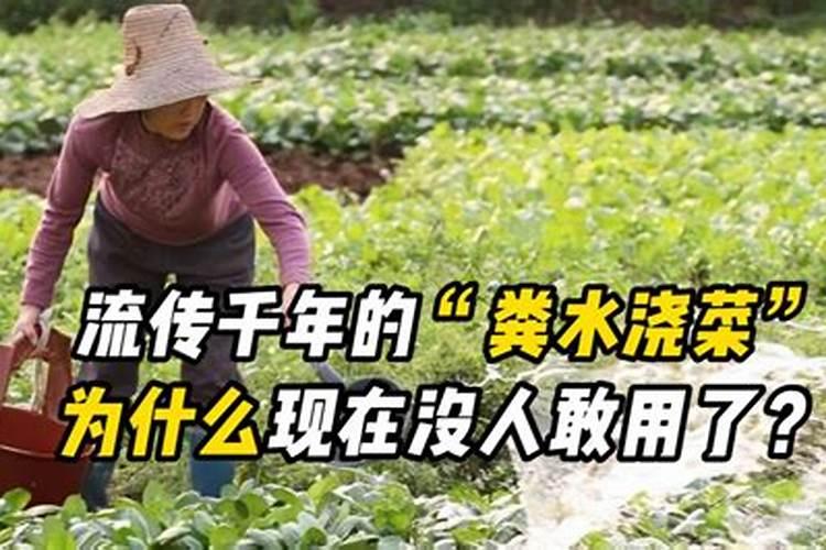 百合施肥方法