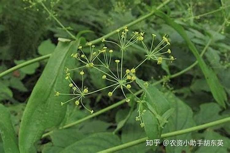 用什么叶面肥可以使荔枝熟得颜色好
