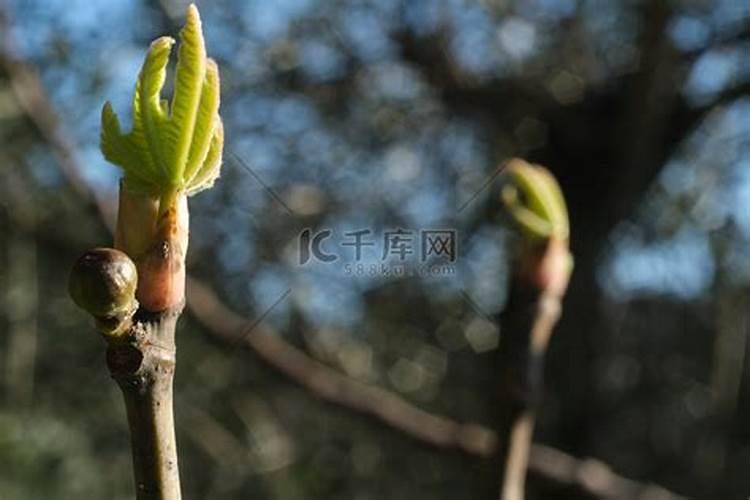 想问荔枝专用叶面肥什么好