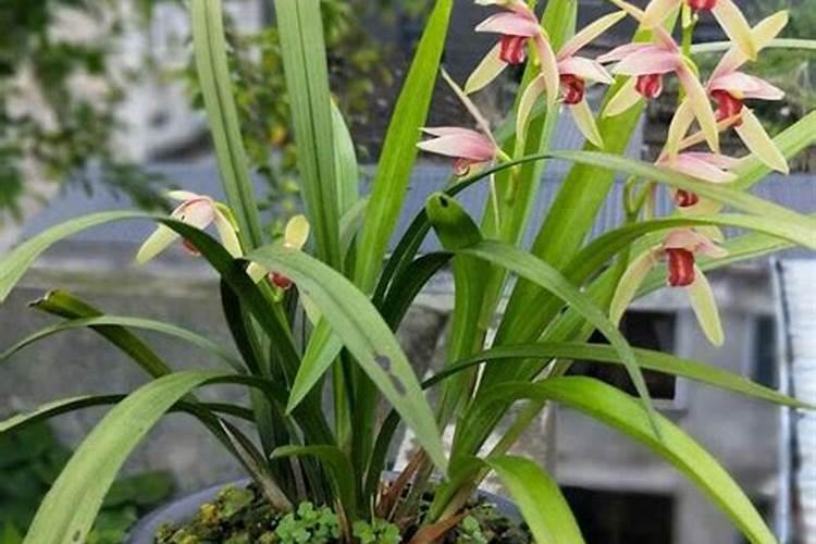 生根剂水溶肥叶面喷施效果会好吗