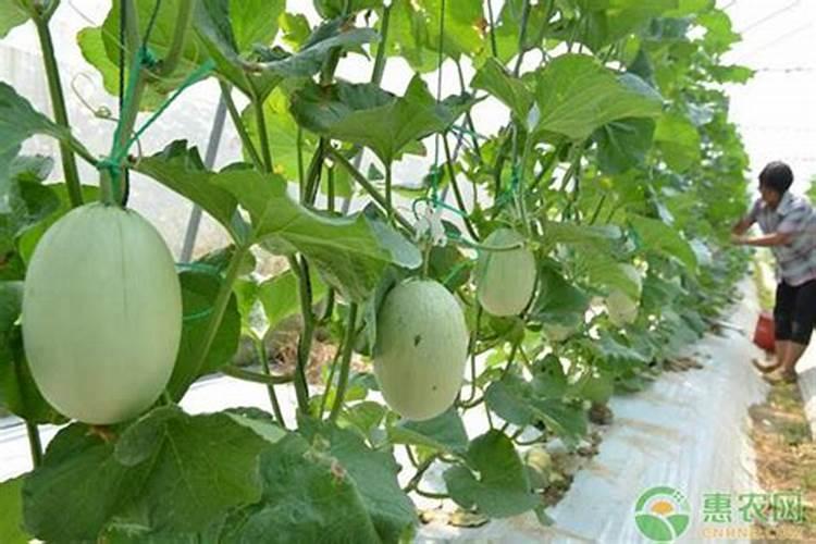 香瓜高产施肥技巧注意什么 香瓜应该怎么养殖