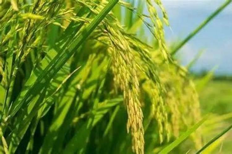 用什么肥能改善盐碱地啊？