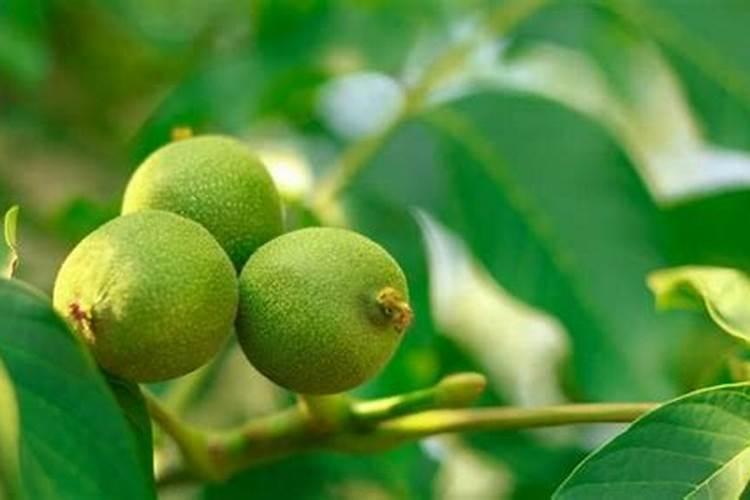 核桃用什么肥料