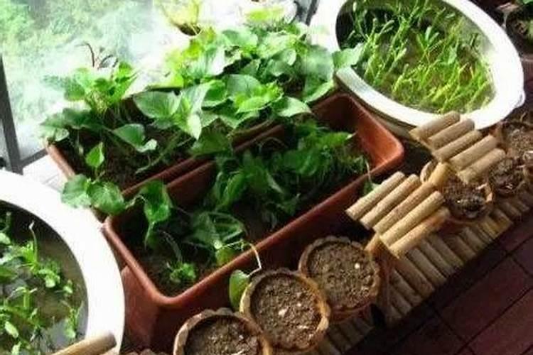 花盆种菜怎么施肥 花盆种菜如何施肥