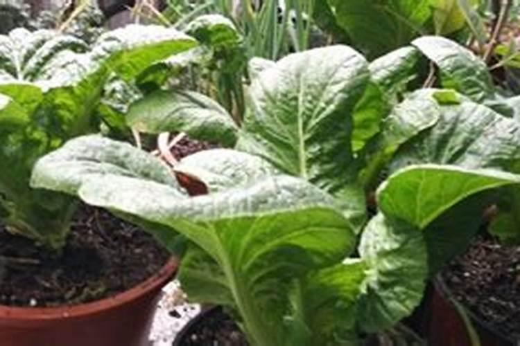 花盆种菜怎么施肥