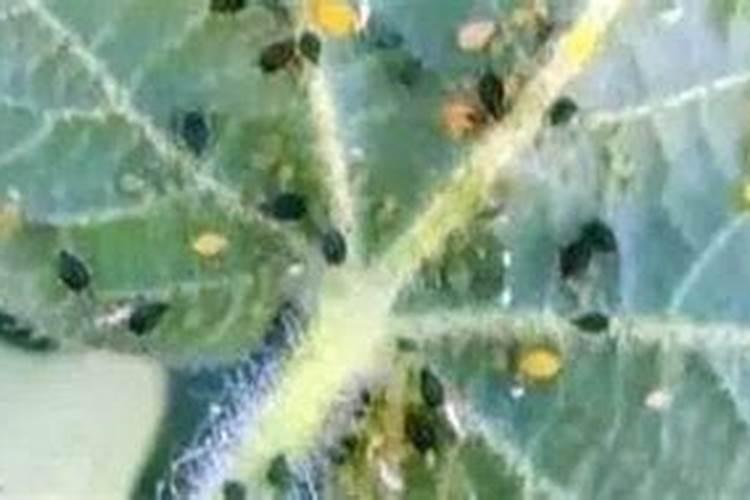 氧乐果喷土豆苗可以吗？