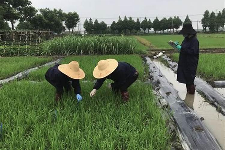 花生药害用什么药解除