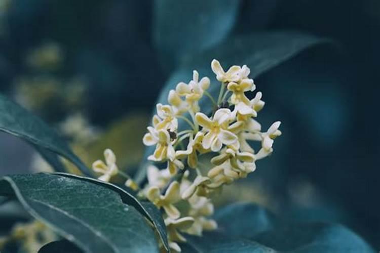 桂花树移植多久后能施肥