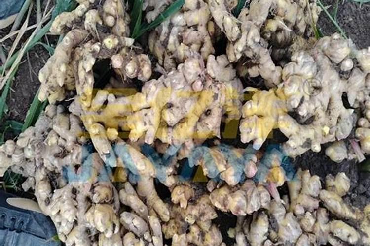 10种不能购买的肥料