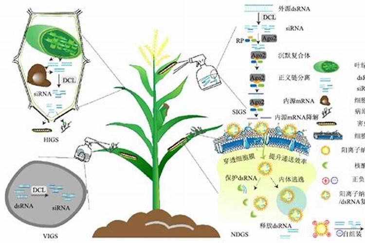 鱼蛋白肥料的功效与作用