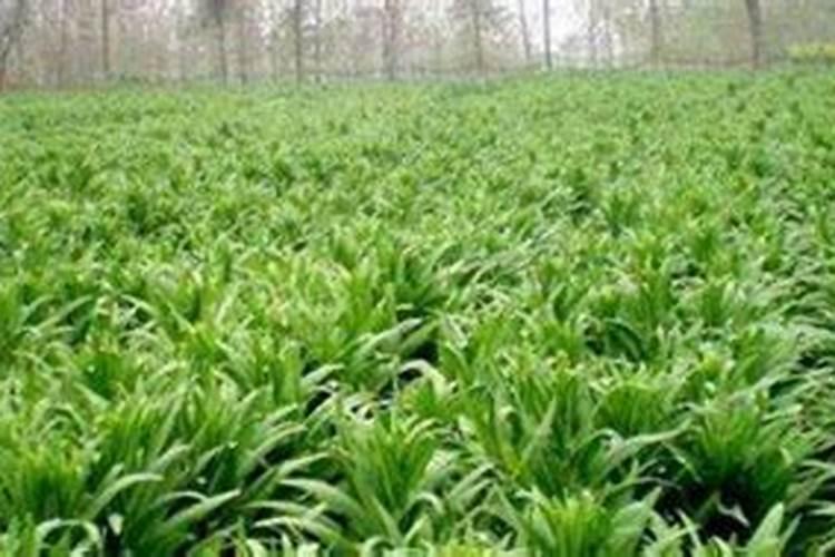 贡菜的种植方法