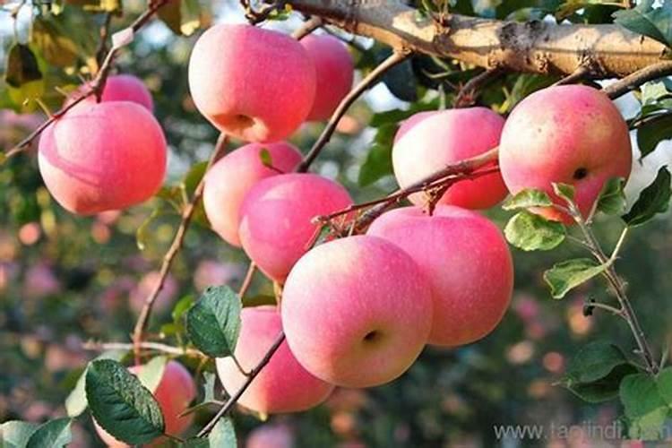 牡丹萌芽了什么时候施肥,用什么肥