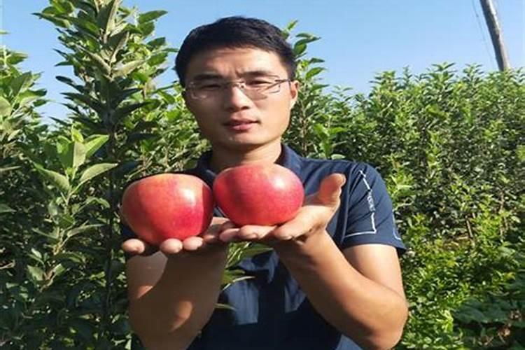 洛阳适合种植拐枣树吗？