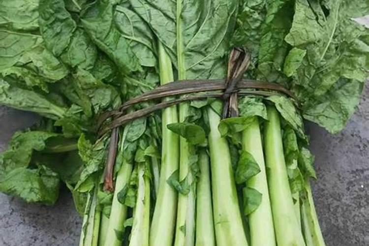 种蔬菜用什么肥料最好