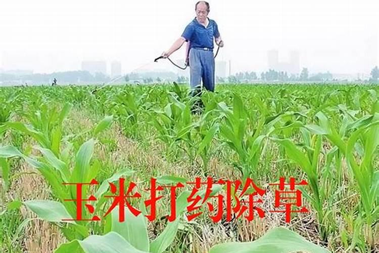 玉米怎么施肥才能高产