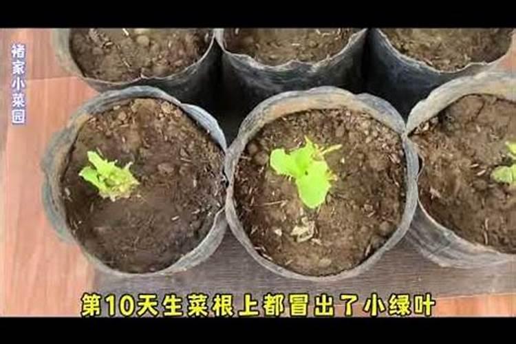 长期种菜什么肥料比较好？