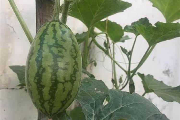 种植西瓜,主要步骤是什么？