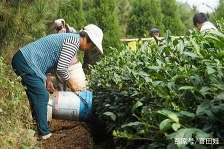 毛尖茶叶属于绿茶吗