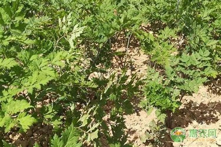为什么有的蒜苗在抽苔分裂出许多分枝？