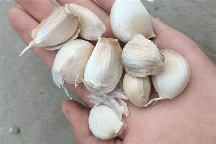 叶面肥哪个好