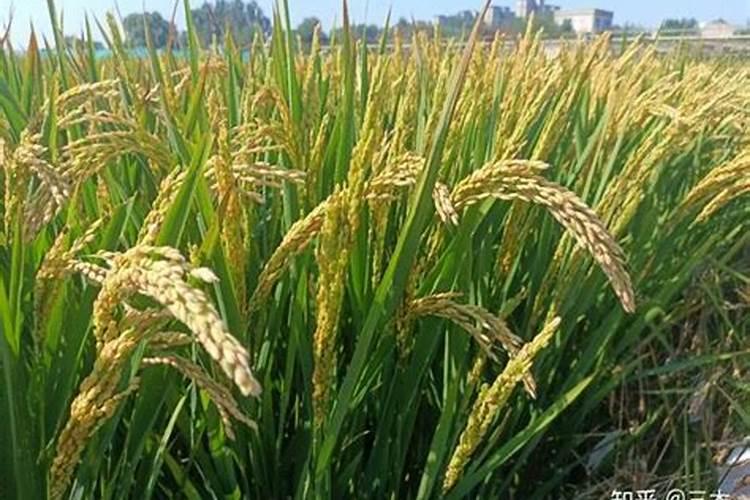 水稻杨花期能喷施叶面肥吗