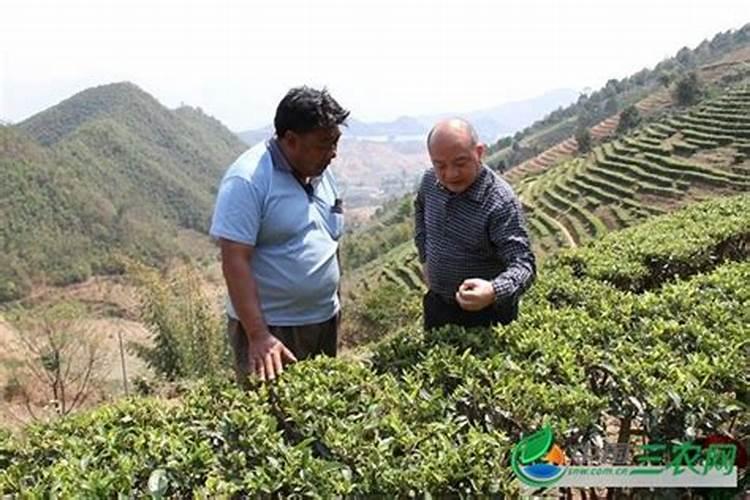 流体硼茶叶什么用最好？