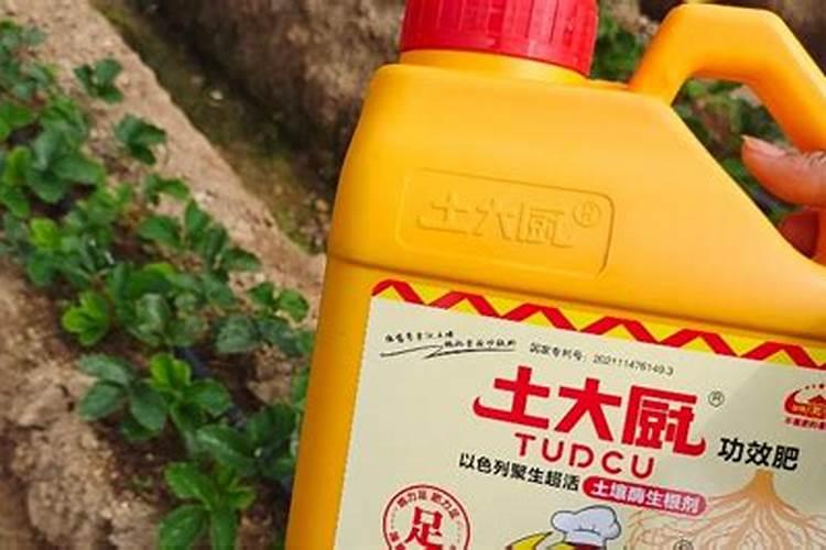 果树膨大期应施什么肥？