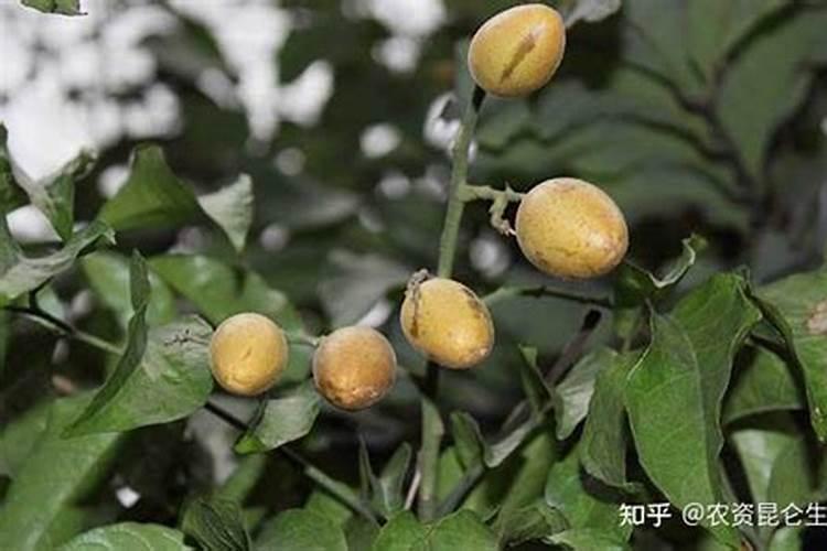 用什么叶面肥可以使荔枝熟得颜色好