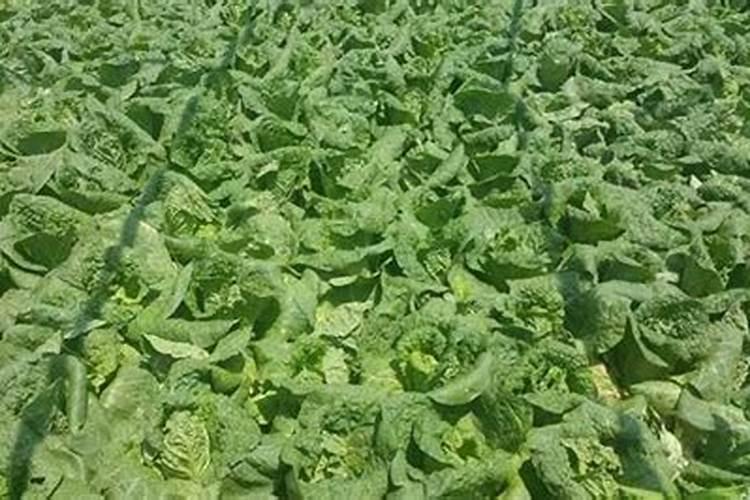 油菜叶面肥什么时间施最好花卉百科