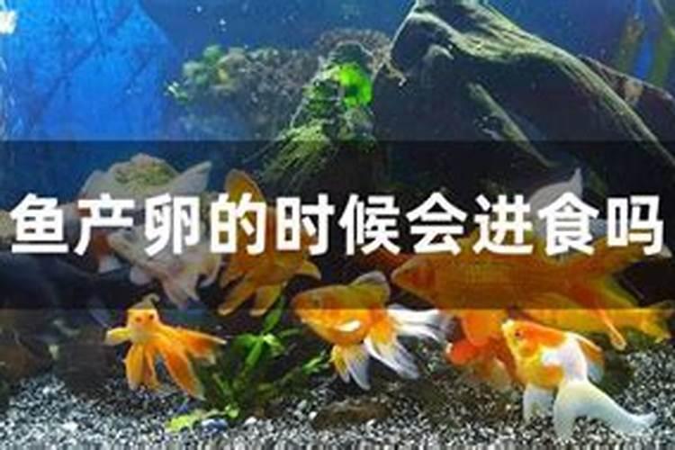 鱼塘撒化肥有什么作用