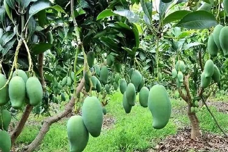 芒果什么时候施肥最好