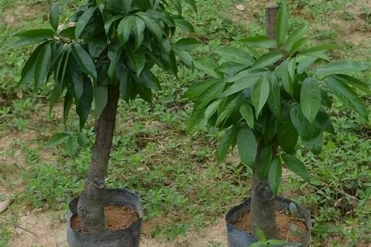 荔枝树苗种植方法