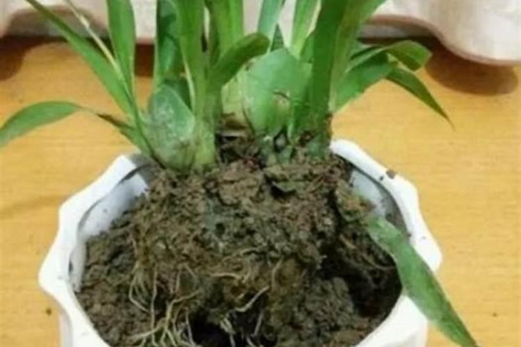 文心兰花箭枯了怎么回事？