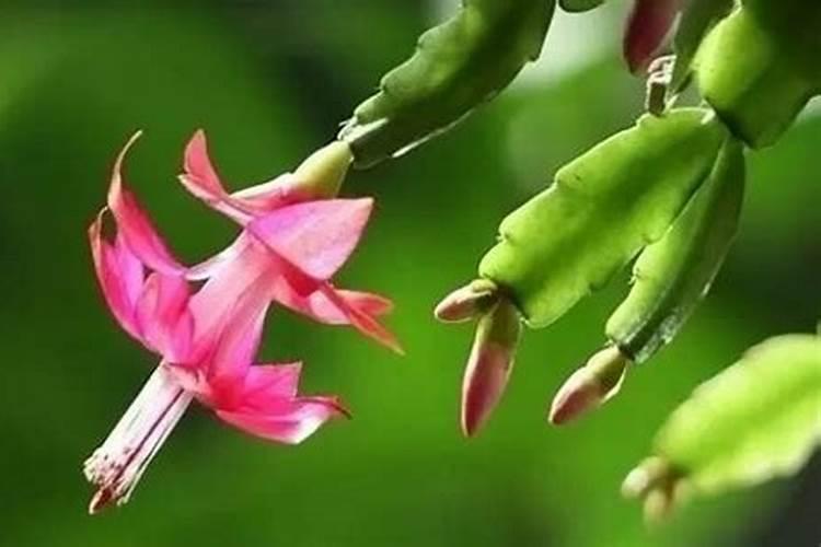 碳氮双键叫什么