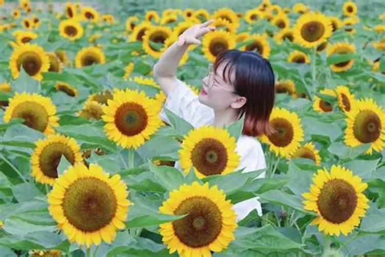 葵花追肥用什么肥好