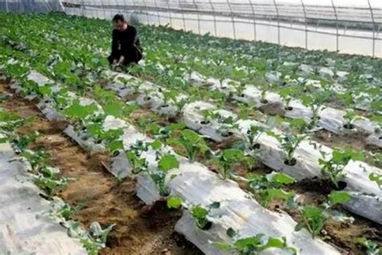 复合肥可以浇兰花吗