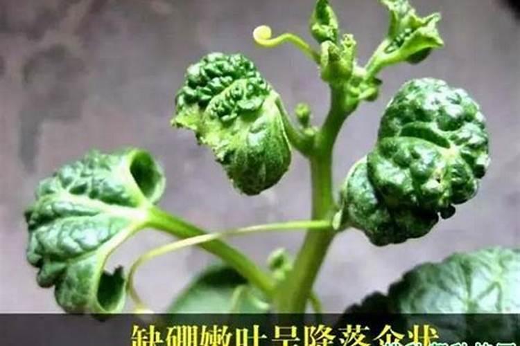 西瓜裂瓜原因是缺硼