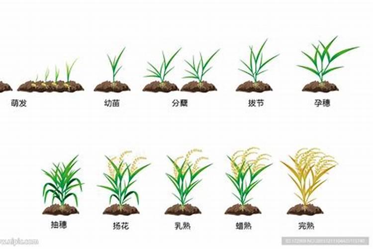 如何种红薯不生虫