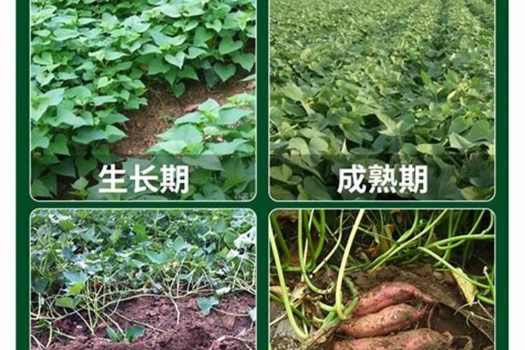 莴笋膨大长粗用什么肥或药