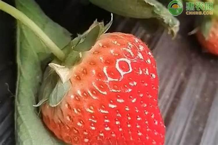 草莓磷肥什么时候用？磷肥施用过量该怎么补救？