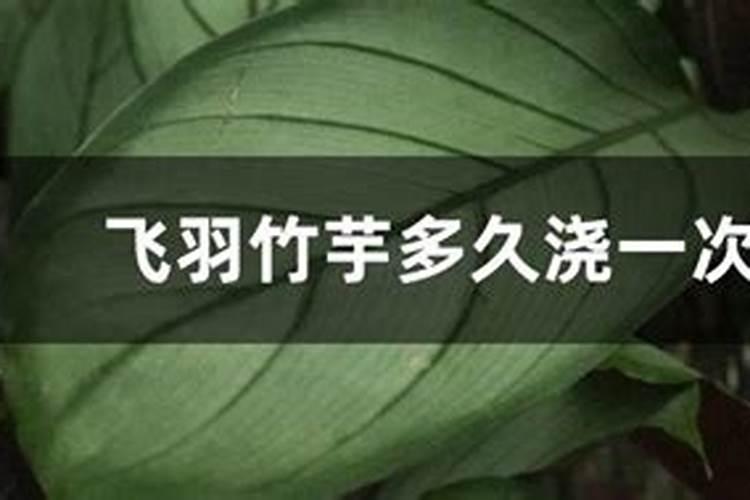 苹果竹芋怎么养长得快又旺盛