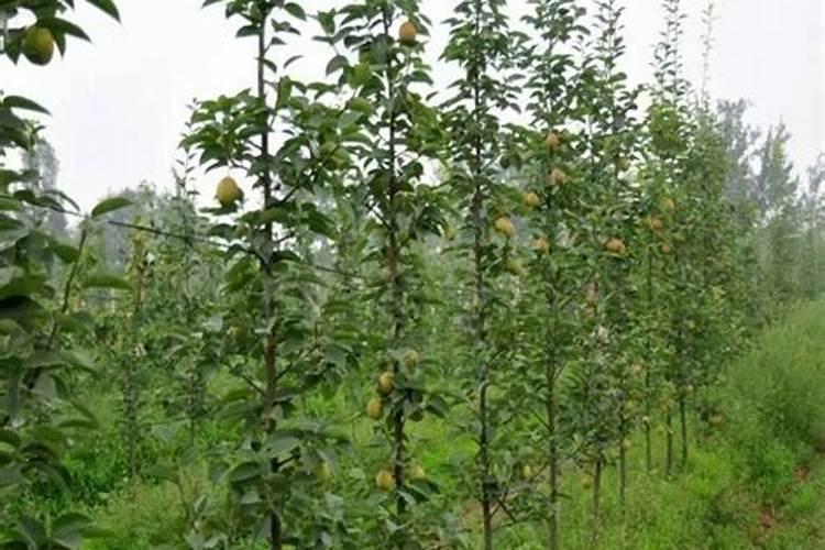 请问当年种的小梨树要施几次肥,单株用多少量为宜？