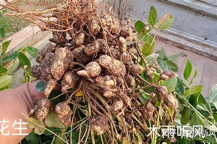 花生喷施硼肥最佳时间 使用注意事项有哪些