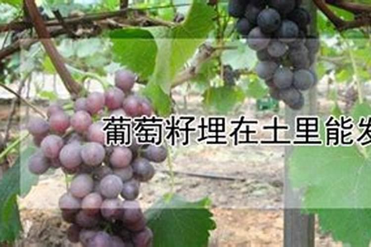 葡萄皮可以做花肥吗