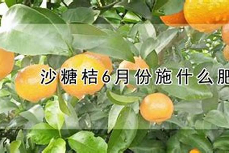 六月份砂糖橘还可以打控梢药吗？