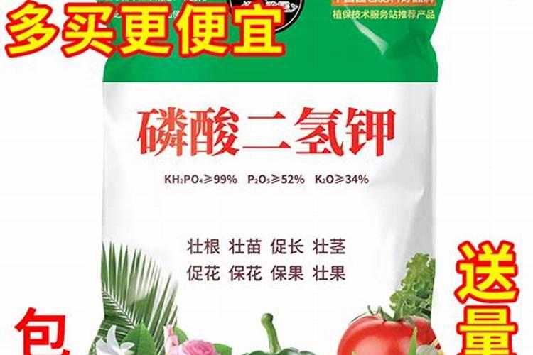 家养的八仙花怎么施磷酸二氢钾？具体如何操作？